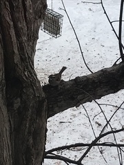 Zonotrichia albicollis