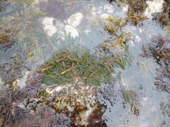 Caulerpa brownii