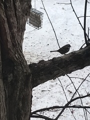 Zonotrichia albicollis