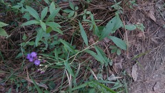 Vernonia greggii