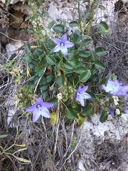 Campanula versicolor tenorei