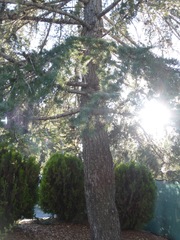 Cedrus