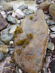 Dactylosiphon bullosus