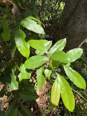 Cryptocarya microneura