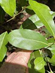 Cryptocarya microneura
