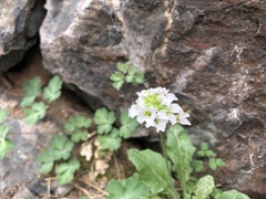 Crucihimalaya rupicola