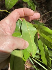 Cryptocarya microneura
