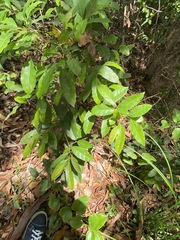 Cryptocarya microneura