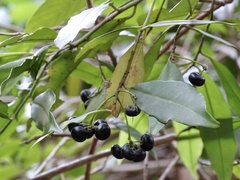Ardisia quinquegona