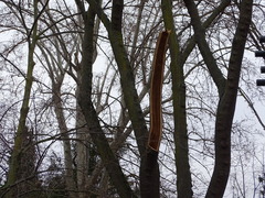 Cercis chinensis