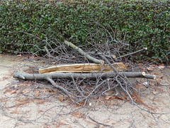 Cercis chinensis
