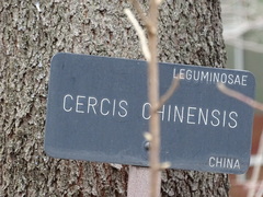 Cercis chinensis