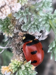 Coccinella transversoguttata