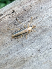 Parisopalpus thoracicus