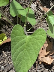 Ipomoea plebeia