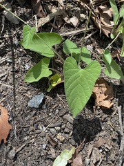 Ipomoea plebeia