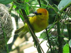 Ploceus castaneiceps