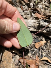 Hardenbergia violacea