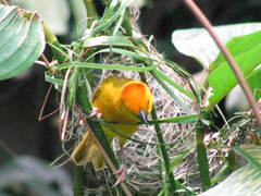 Ploceus castaneiceps