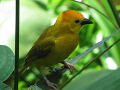 Ploceus castaneiceps