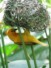 Ploceus castaneiceps