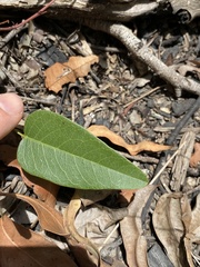 Hardenbergia violacea
