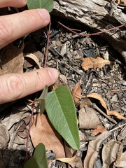 Hardenbergia violacea