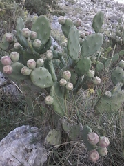 Opuntia stricta