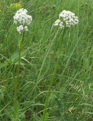 Valeriana rossica