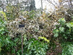 Cocculus laurifolius