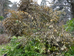 Cocculus laurifolius