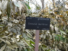 Cocculus laurifolius