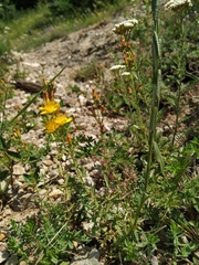 Hypericum linarioides