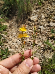 Hypericum linarioides