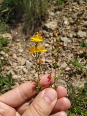Hypericum linarioides