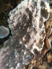 Eichleriella deglubens