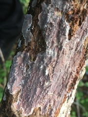 Eichleriella deglubens