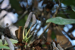 Rhododendron decorum