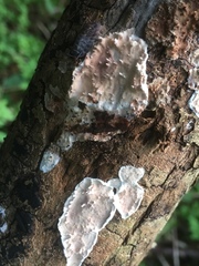 Eichleriella deglubens