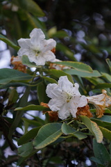 Rhododendron decorum