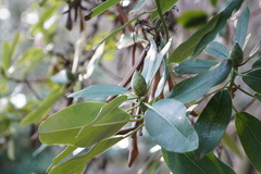 Rhododendron decorum