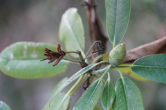 Rhododendron decorum