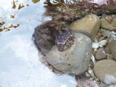 Diplocrepis puniceus