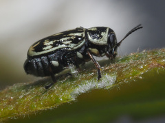 Pachybrachis hippophaes