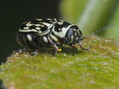 Pachybrachis hippophaes