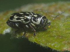 Pachybrachis hippophaes