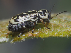 Pachybrachis hippophaes