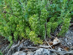 Cruciata
