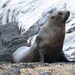 Brown Fur Seal - Photo (c) Jens Sommer-Knudsen, some rights reserved (CC BY-NC), uploaded by Jens Sommer-Knudsen