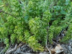 Cruciata